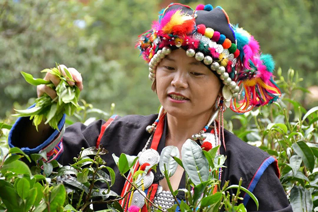 茶树王之乡南糯山十二寨半坡新寨