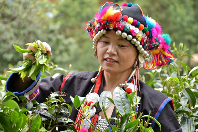 茶树王之乡南糯山十二寨半坡新寨