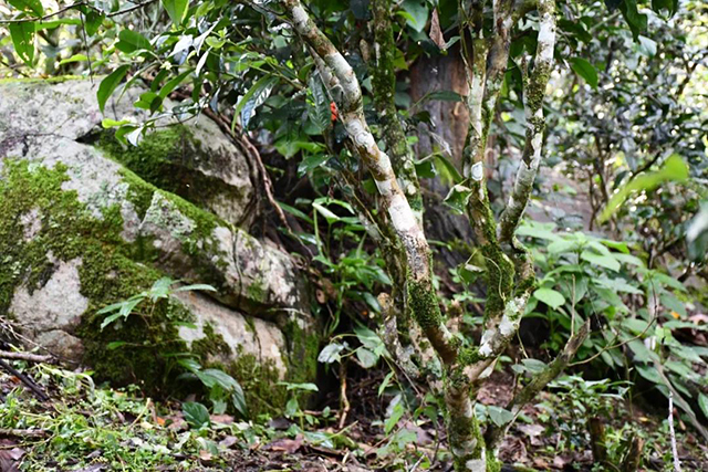 茶树王之乡南糯山石头新寨