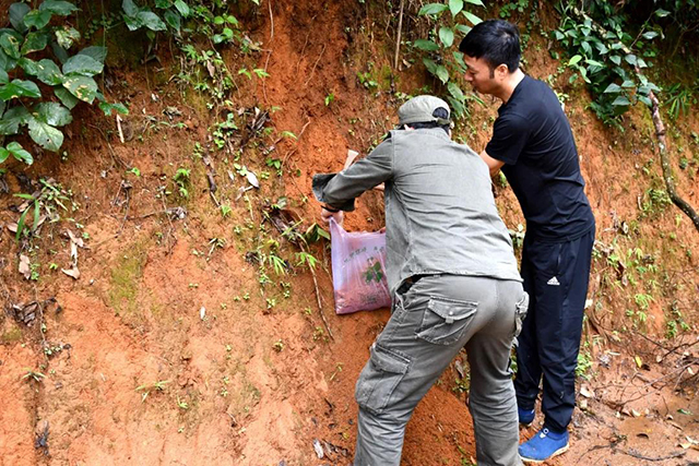 茶树王之乡南糯山丫口寨