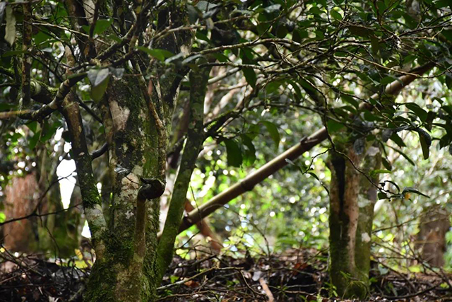 茶树王之乡南糯山丫口寨