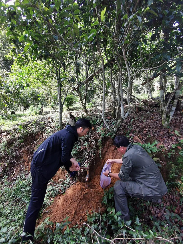 茶树王之乡南糯山多依寨