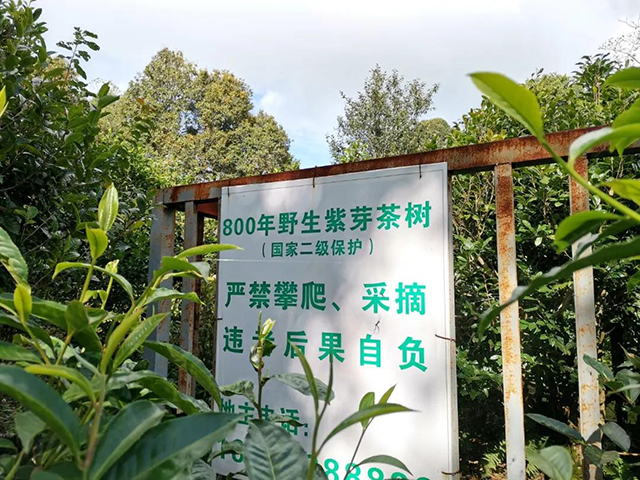 茶树王之乡南糯山多依寨