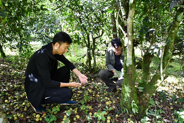 茶树王之乡南糯山多依寨