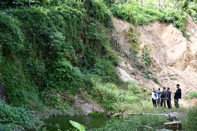 茶树王之乡南糯山多依寨