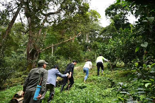 茶树王之乡南糯山半坡老寨