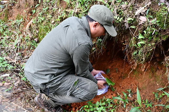 茶树王之乡南糯山半坡老寨