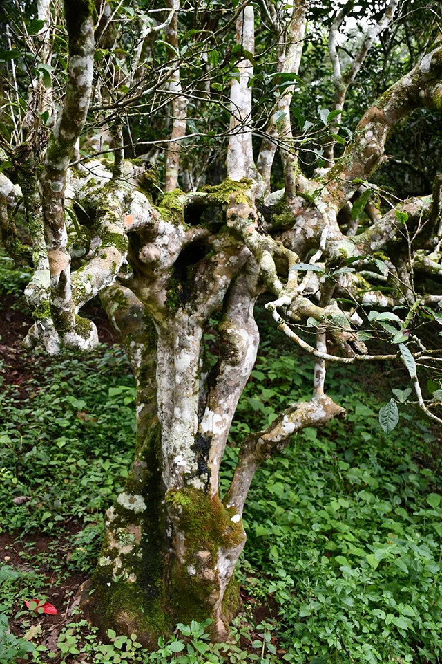 茶树王之乡南糯山半坡老寨