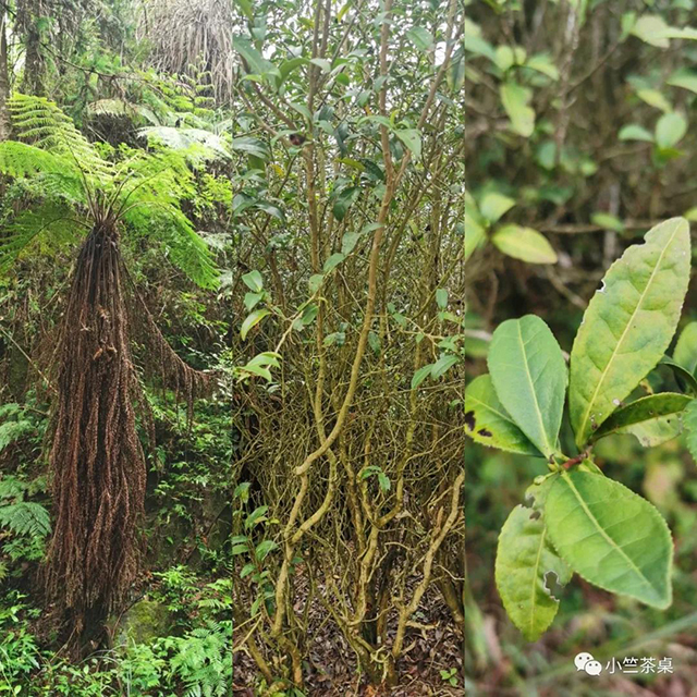 小竺茶桌