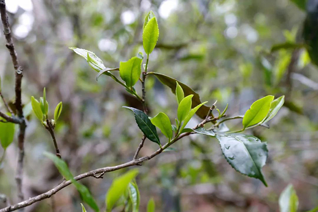 古茶树