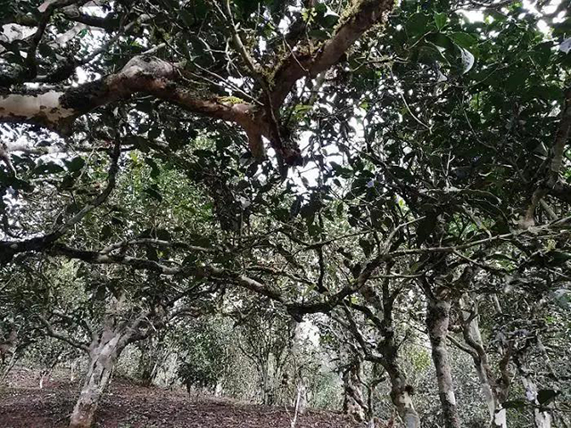 景迈山古茶树