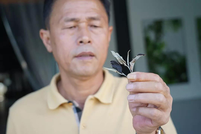 津乔茶人杨国成先生亲自研制