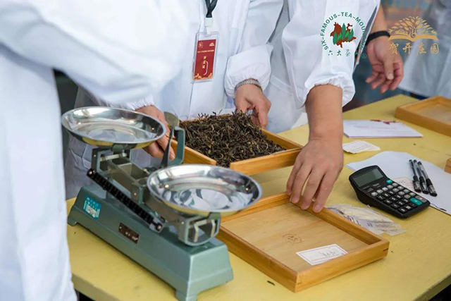 首届六大茶山拼配大赛