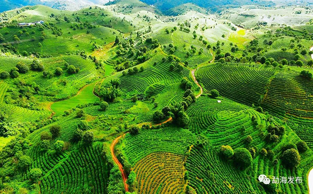 第十六届中国茶业经济年会将在勐海县召开