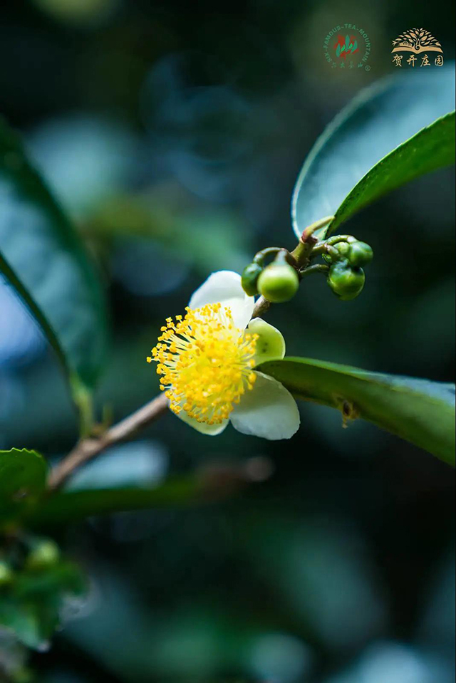 首届六大茶山拼配大赛