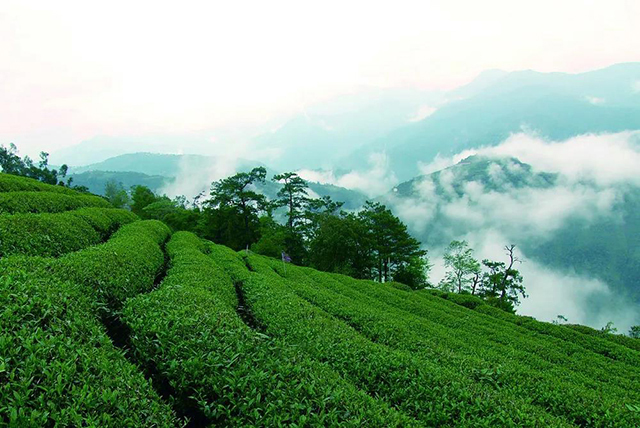 正稀茗茶黎乾升生态茶园