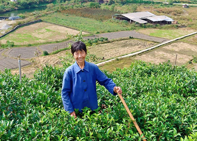 在正稀茗茶黎乾升茶园劳动的茶农