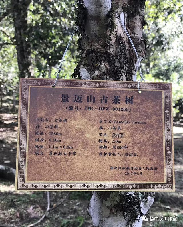 楼上那棵800年的证书