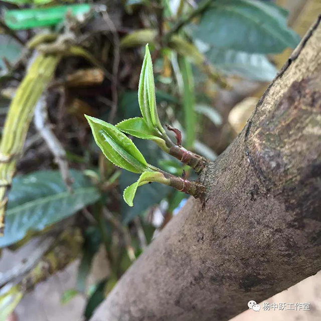 茶树上的马蹄