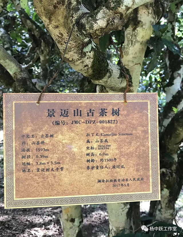 景迈山古树茶