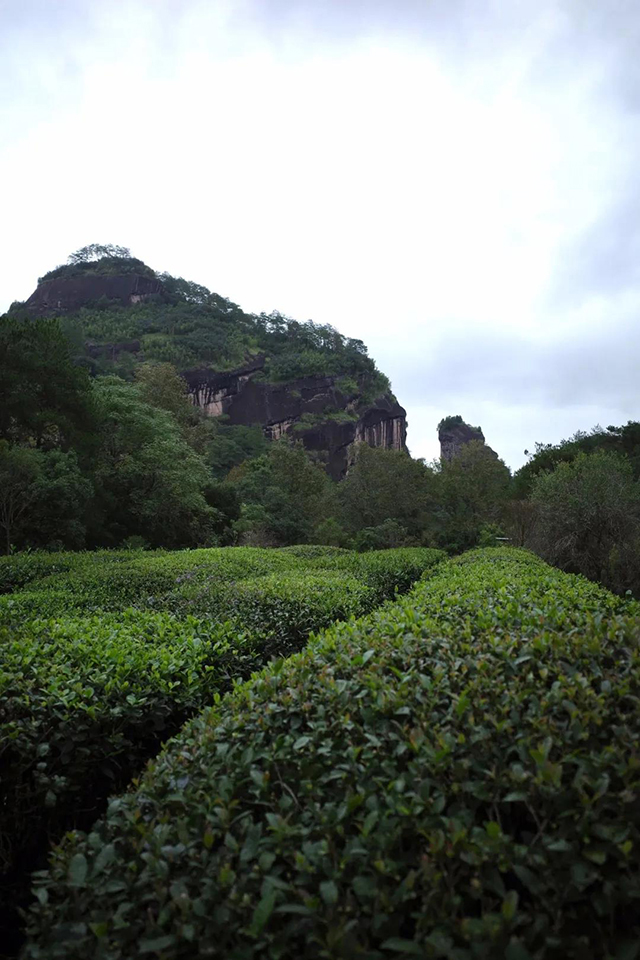 福建茶园