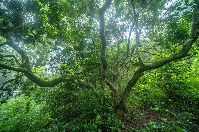 长发山大扁山古茶园一号古茶树