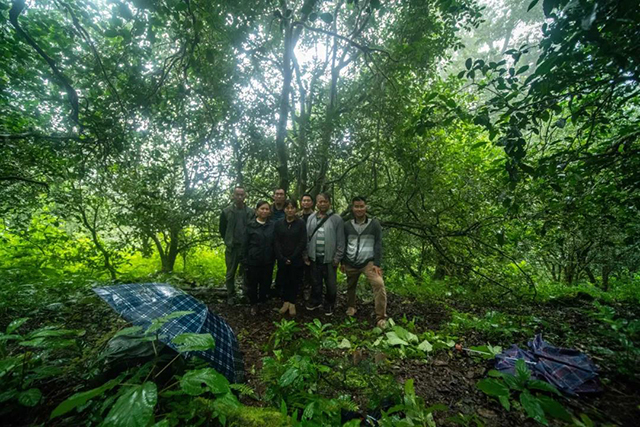 景东县茶特发展中心领导在长发山大扁山古茶园考察