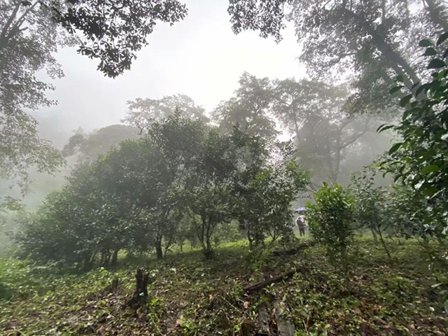 云雾中探访长发山古茶园