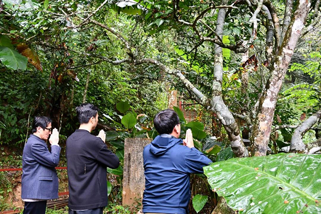 南糯山茶树王