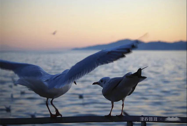 津乔普洱立冬归山茶会