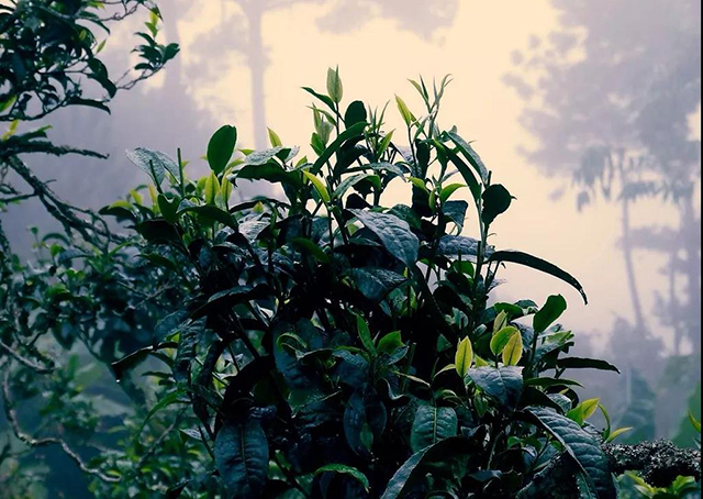 龙润茶蓝印红印普洱茶印级茶