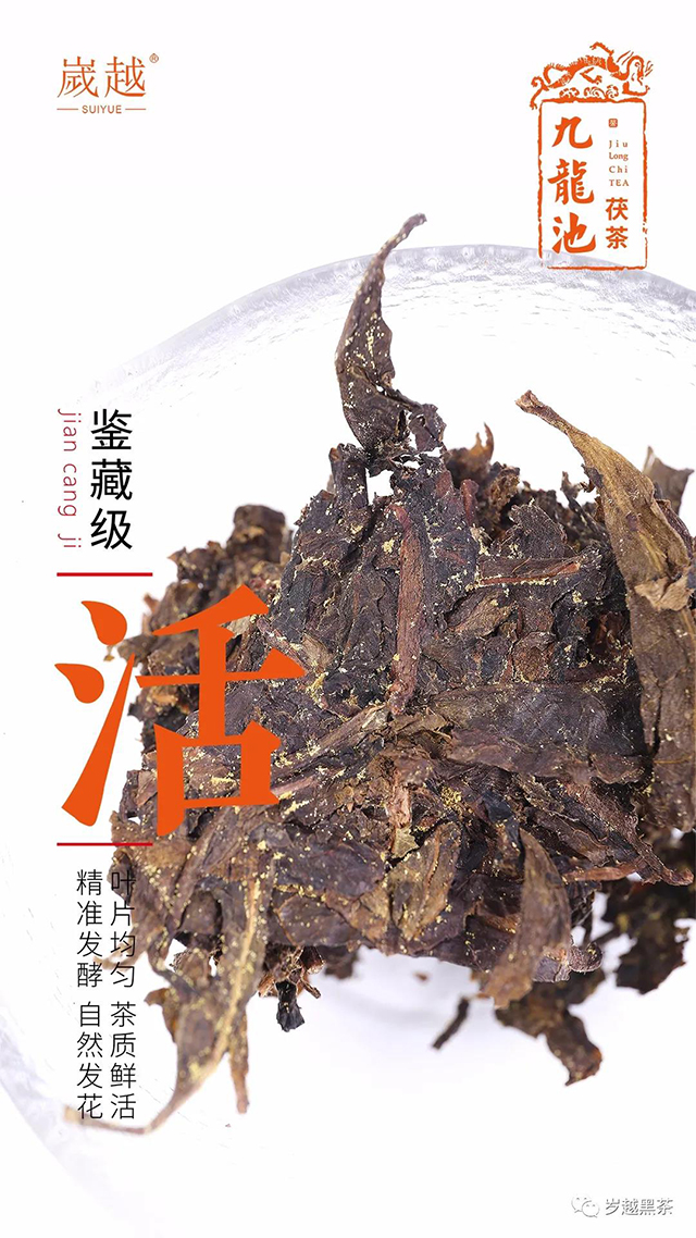 岁越黑茶2020九龙池茯茶