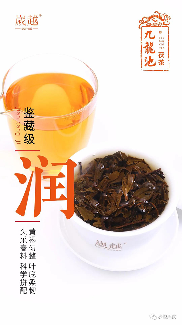 岁越黑茶2020九龙池茯茶