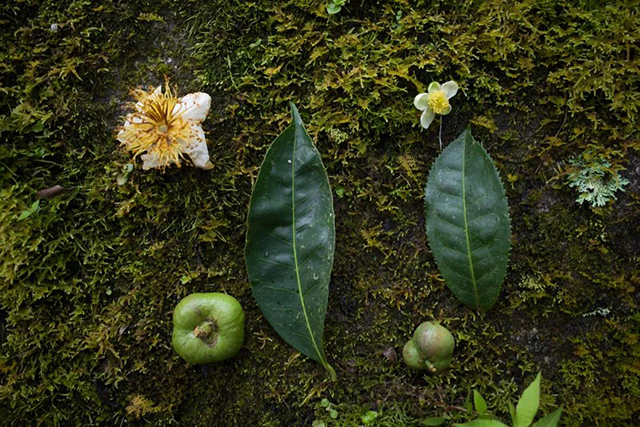 大理茶与普洱茶对比