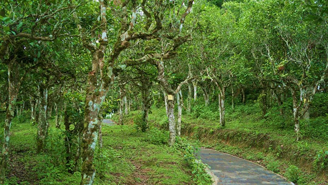 六大茶山贺开庄园