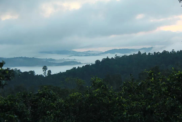 六大茶山贺开庄园