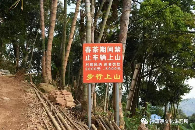 勐宋山茶树王寻访记