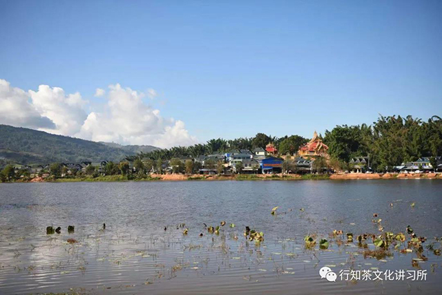 帕沙山茶树王寻访记