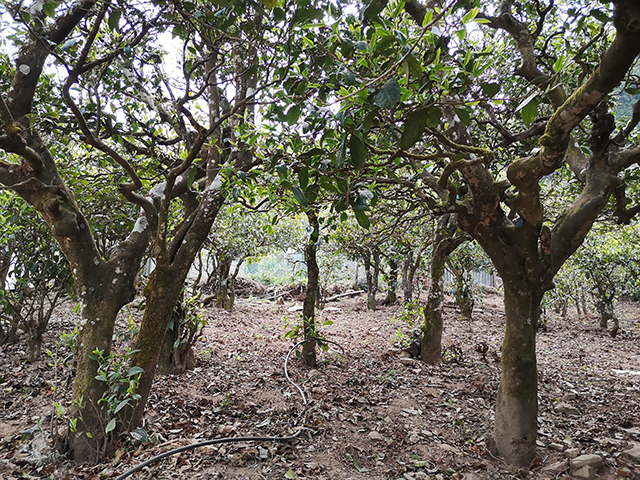 宝瑞廷不负韶华磨烈原料基地