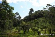 马哲峰：勐宋山茶树王寻访记