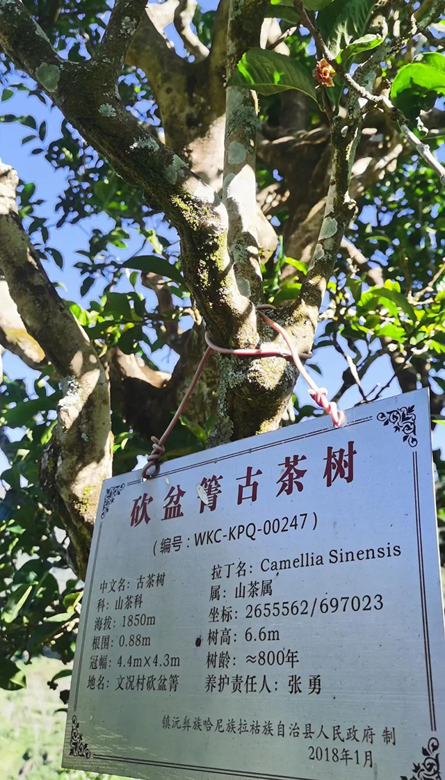 千家寨普洱茶