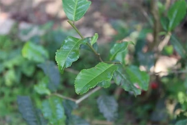 易武绿芽茶