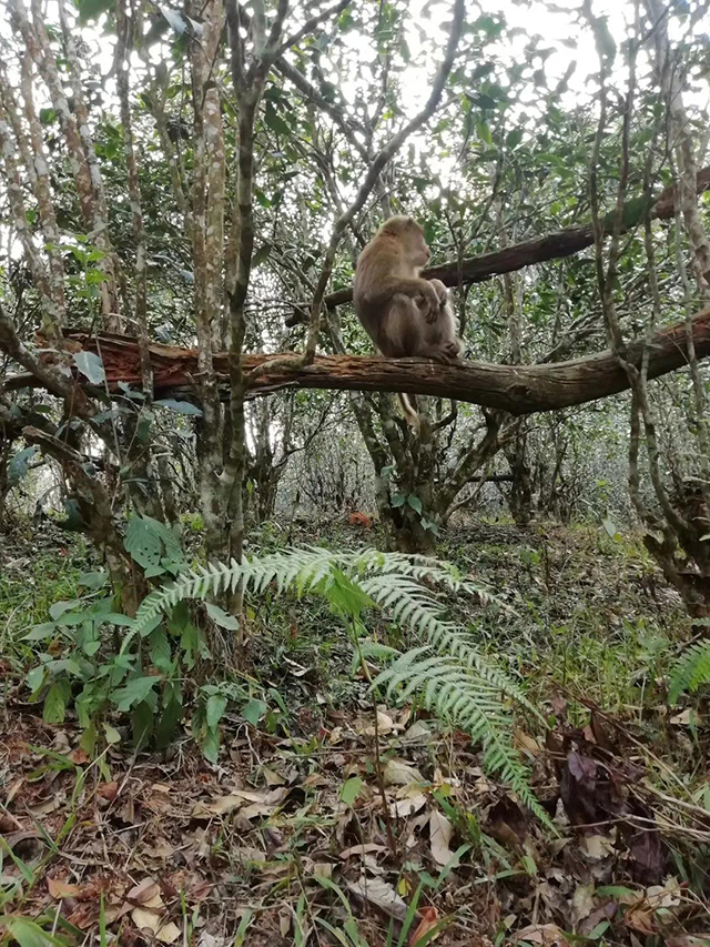 原始森林里的易武绿芽茶茶园