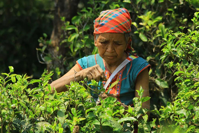 六大茶山普洱茶百岁圆茶