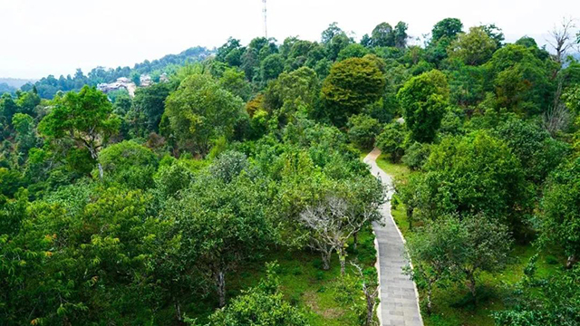 六大茶山普洱茶百岁圆茶