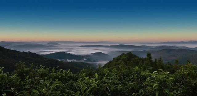 龙润茶