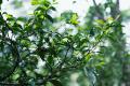 打造“龙润茶+”生态平台，实现价值资源最大化