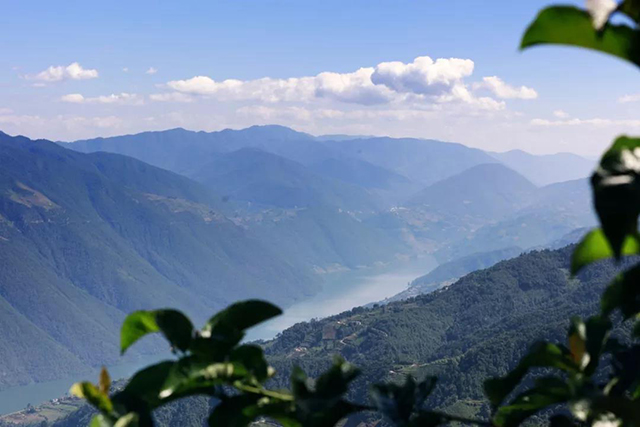 普洱茶产地邦东茶古茶山