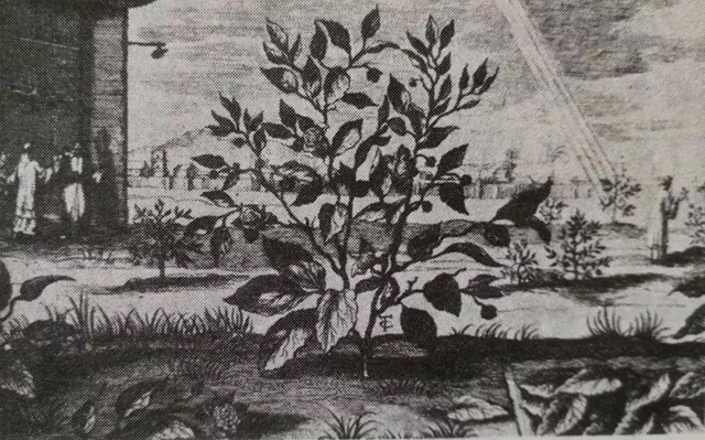 关于茶树在欧洲的最早版画
