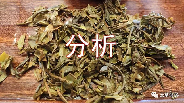 云茶观察